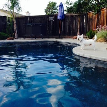 Small white dog beside a clean backyard pool