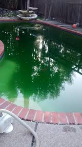 Neglected backyard pool with dark green algae water before recovery treatment